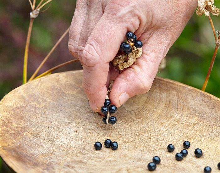 Harvesting blackberry lily flower seeds: Rake or pick off blackberry lily seeds once the pod turns brown, dries and folds opens to reveal the blackberrylike seedhead inside.
