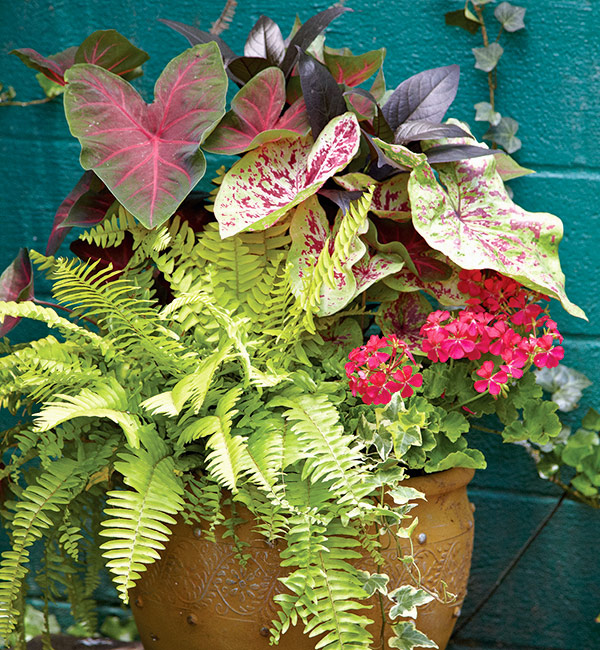 fern-containers-for-shade-caladium-and-ferns