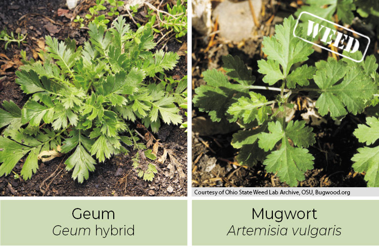 Geum and Mugwort comparison photo of spring growth: Notice that geum has leaves all down the stem.