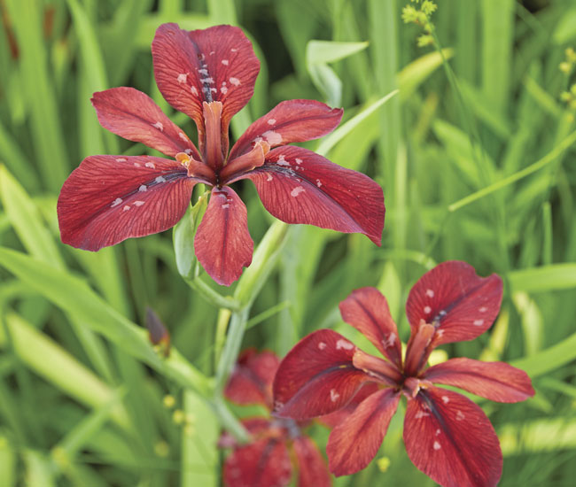 householder-copper-iris