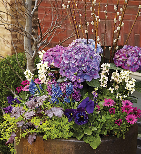 Spring container with blue hydrangeas, pussy willow branches, pansies and stock: Add 10 to 12 pussy willow stems so there are enough of them to make a statement.