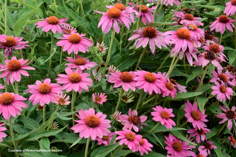 purple coneflower deer resistant