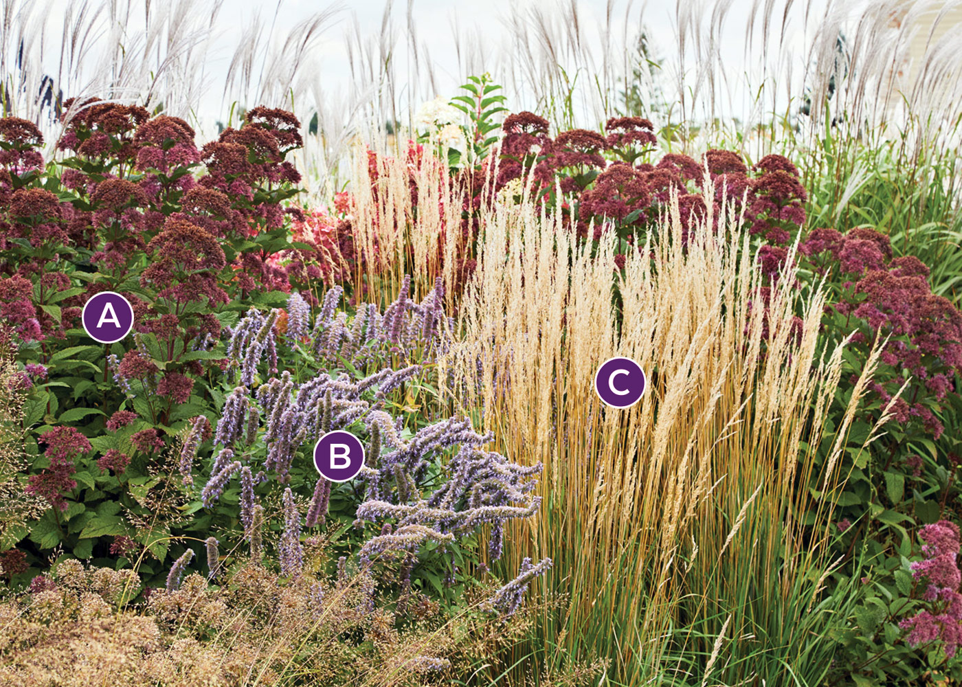 GG155 sedum-grass-combo labelled: Densely planted perennials creates privacy and interest along the back of the border.