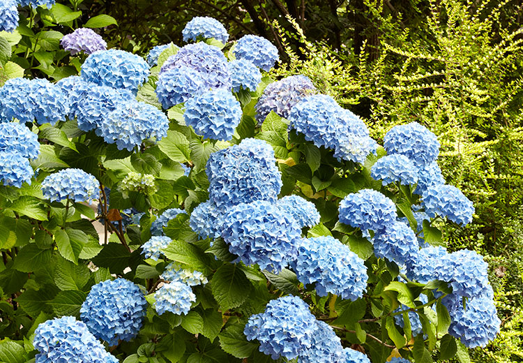 Endless Summer bigleaf hydrangea with blue flowers: This Endless Summer hydrangea is easy to change colors and grows 3 to 5 feet tall and wide in part shade in USDA cold zones 4 to 9.