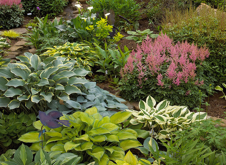 Burdick-shade-garden-Astilbe-focal-point:This shade garden design features lacy foliage of astilbe which creates nice contrast to the broad hosta leaves.