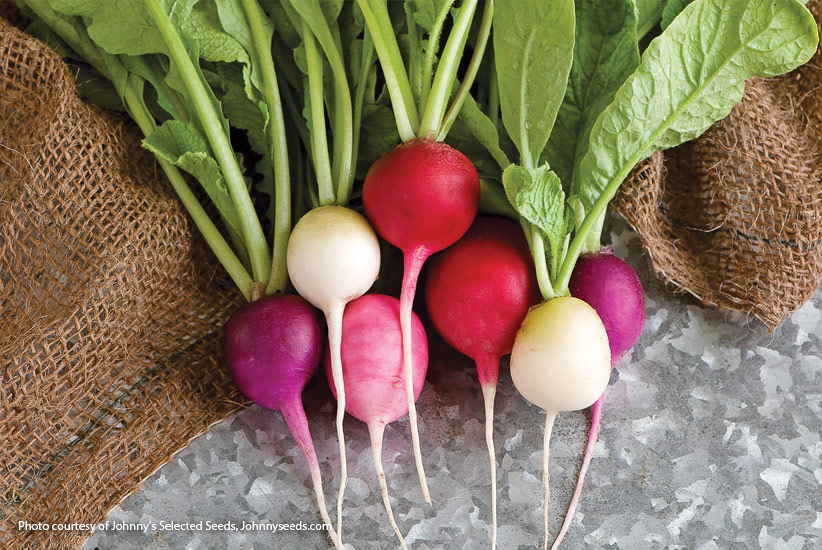 Harvested radishes: Easter Egg Blend radishes' mix of colors are beautiful as well as delicious.