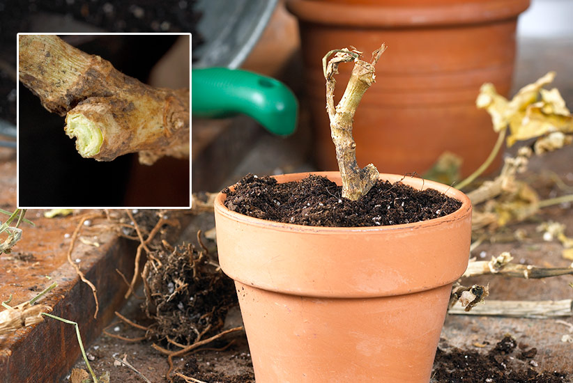 ht-overwinter-geraniums-potitbackupinspring: Snip off any extra-long, straggling roots, and cut the stem back to healthy green growth, as the inset shows.
