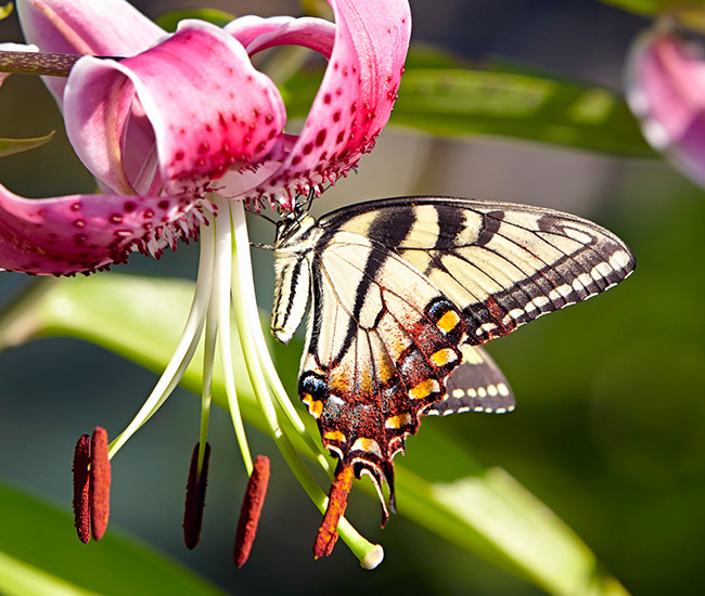 types-of-pollinators-eastern-tiger-swallowtail-butterfly-copyright-Garden-Gate: Butterflies, like this Eastern tiger swallowtail, love wide, bright flowers, such as this hot pink Oriental lily.