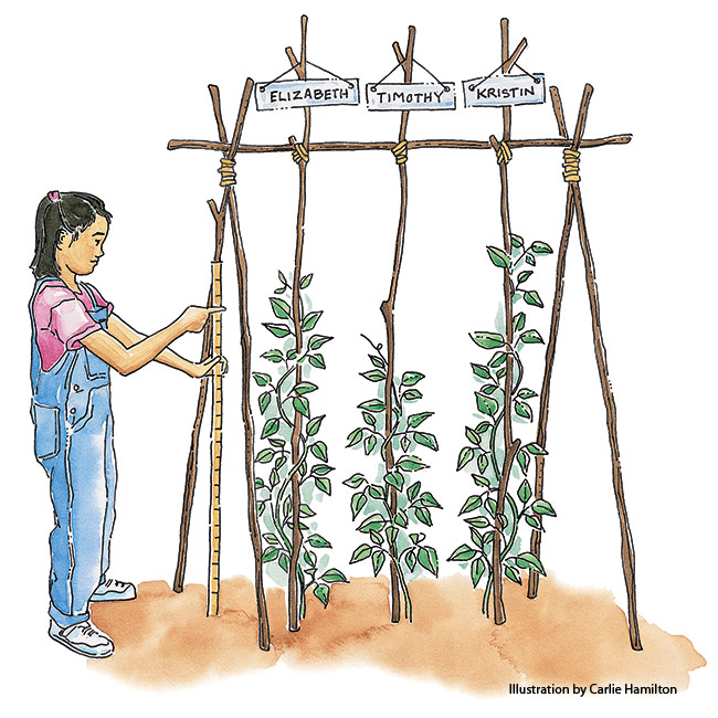 Create-a-childs-garden-Bean-teepee-race: Make gardening fun by creating some friendly competition.