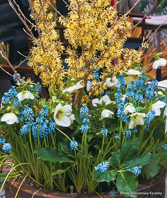 Striking spring container with hellebores, grape hyacinth, and witch hazel: 'Primavera' witch hazel looks good in spring but also has lovely yellow fall foliage. 