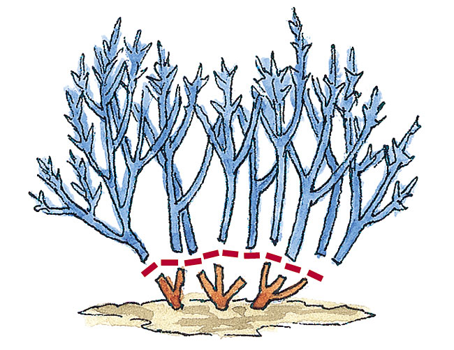 Pruning illustration to show how to get bigger flower clusters