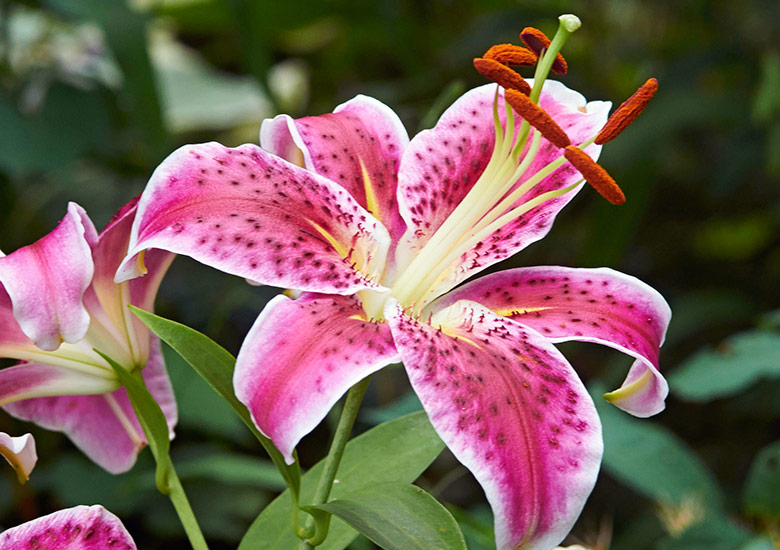 Oriental lily (Lilium ‘Star Gazer’) 