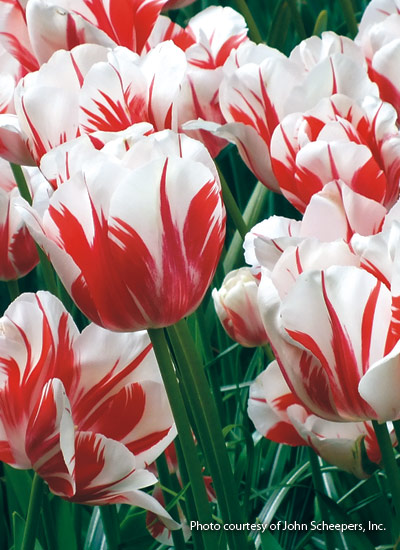 ‘Sorbet’ tulip