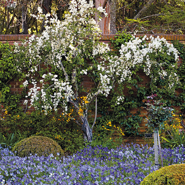 6-ways-to-create-a-beautiful-spring-garden-add-shrubs: The white flowers of this pearlbush helps draw the eye to the lovely mass of blue pansies.