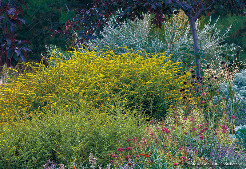 Designing-with-goldenrod-in-your-garden-lead: Popular ‘Fireworks’ is a slow spreader.  When you see its arching sprays of glowing yellow flowers in late summer, you’ll know exactly how it got its name. This one grows best in full sun to part shade and tolerates moist soil better than most goldenrods.