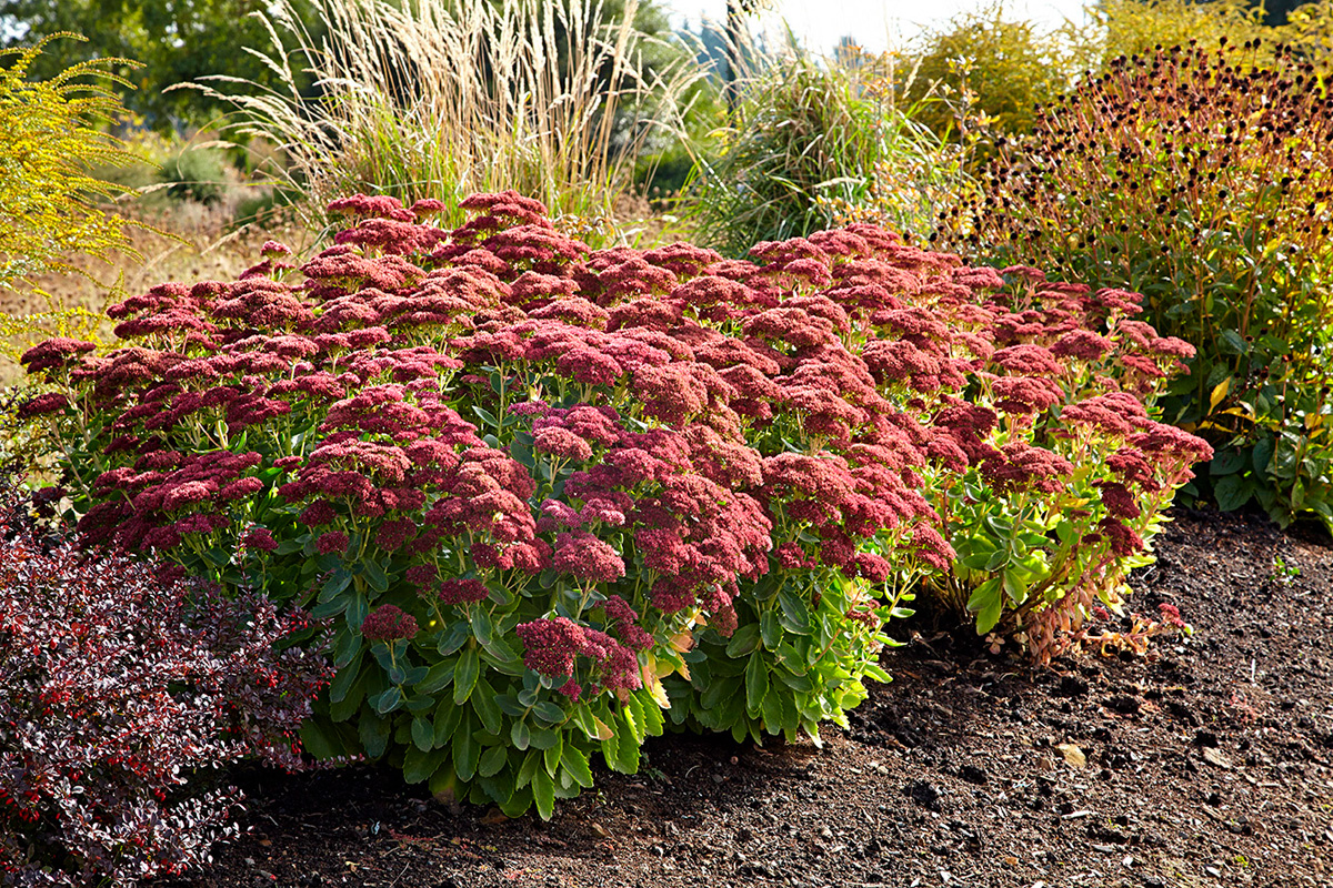 gaib0433 autumn-joy-october-location the-oregon-garden: ‘Autumn Joy’ blooms age to a beautiful deep red in the fall.