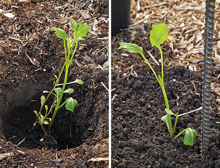 planting dahlia tubers:  Push the stake into the planting hole, then set a dahlia tuber or plant next to it and fill the hole with soil.