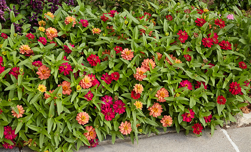 how-to-transplant-seedlings-in-the-garden-fill-in: After thinning and replanting seedling clumps, this zinnia bed filled in evenly throughout the season.