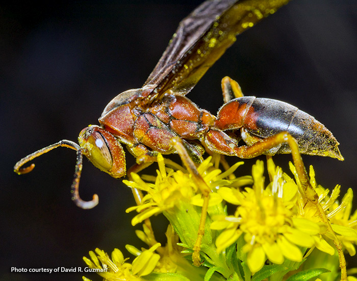 types-of-pollinators-paper-wasp: Wasps don’t pollinate as well as bees because they’re less hairy. But you can see this paper wasp still picks up the pollen of stiff goldenrod as it feeds.