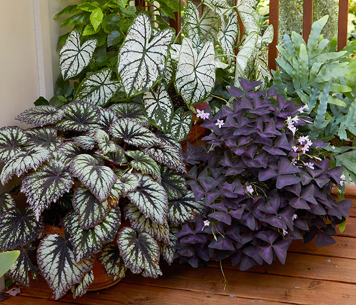 Rex begonia and oxalis containers: Rex begonias like you see on the left are beautiful and striking foliage stars in the garden.