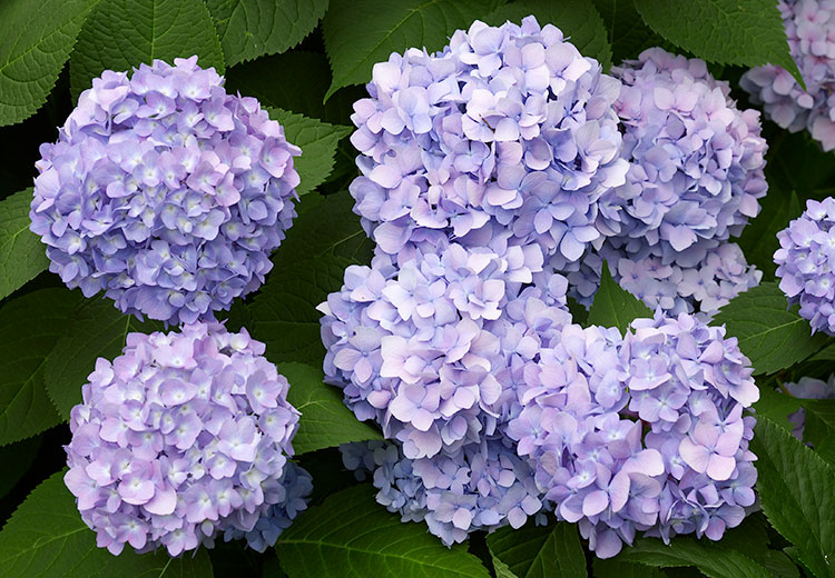 Purple bigleaf hydrangea flowers: Neutral pH will cause some bigleaf hydrangeas to be more purple or lavender than fully pink or blue.