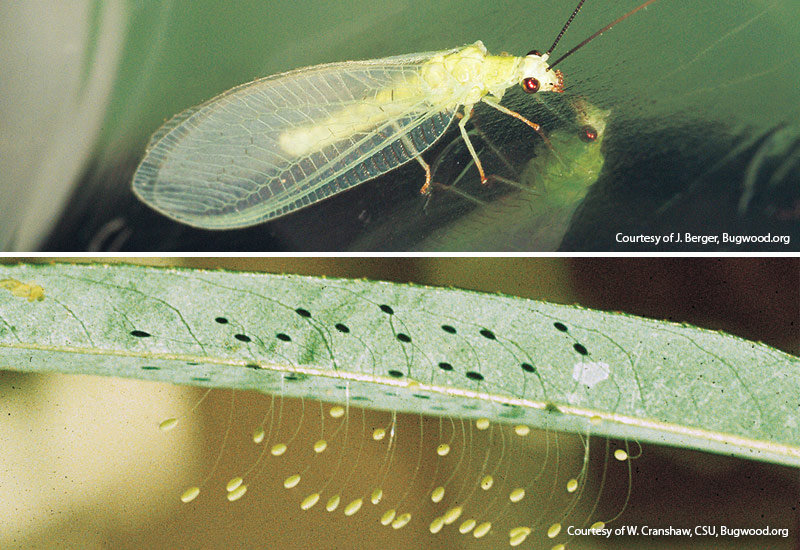 beneficial-garden-insects-green-lacewing-eggs-adult