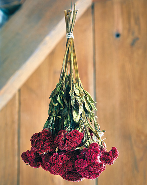 Drying celosia flowers: Position the flowers at different levels in the bunch so air circulates and the blooms aren't damaged.