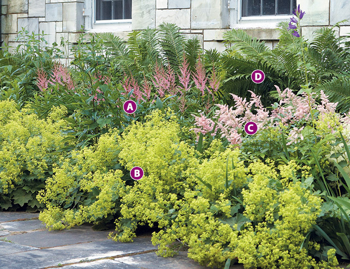 Colorful foundation planting with Astilbe and Lady's mantle: Create a colorful foundation planting with Astilbe and lady's mantle.