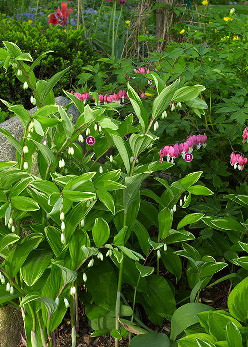 Bleeding heart and Solomon's seal: Early-spring blooming Solomon's seal and old-fashioned bleeding heart are a fantastic food source for pollinators.