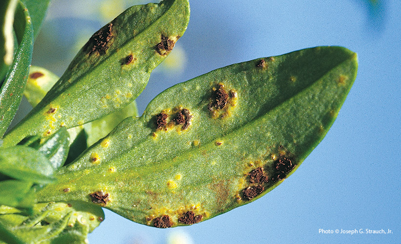 Powdery rusty-orange or brown spots on a snapdragon leaf: Rub the spots and they’ll leave a rusty brown stain on your fingers.
