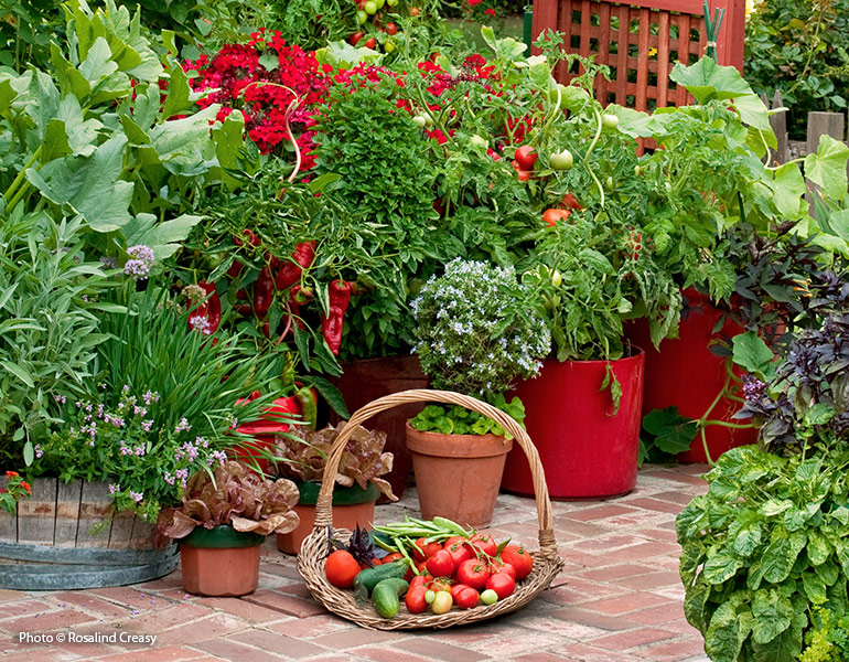 Vegetable garden with harvest basket full of vegetables: Growing your own vegetables yields food that not only tastes better, but it's better for you.