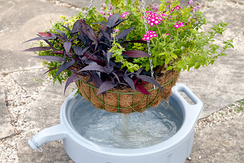 ht-wf-watering-hanging-basket-lead: Set a too-dry hanging basket in a new oil pan filled with water to soak for 10 to 15 minutes to rehydrate. 