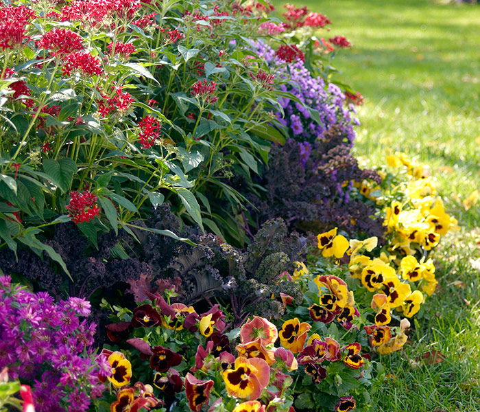 Pansy, kale, starflower, aster fall plant combination: Asters, starflowers, pansies & flowering kale make for a beautiful fall display.