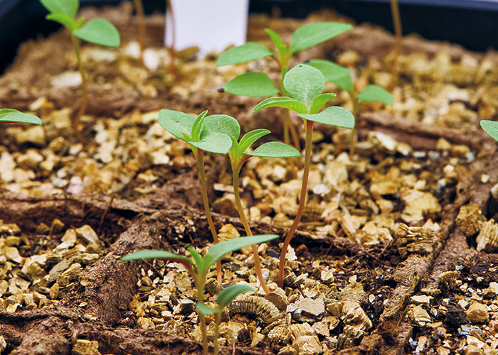 Celosia seedlings