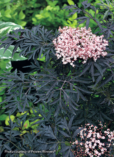 Black flowers and plants Black Lace elderberry: Add interest with the deep purple foliage of Black Lace elderberry.