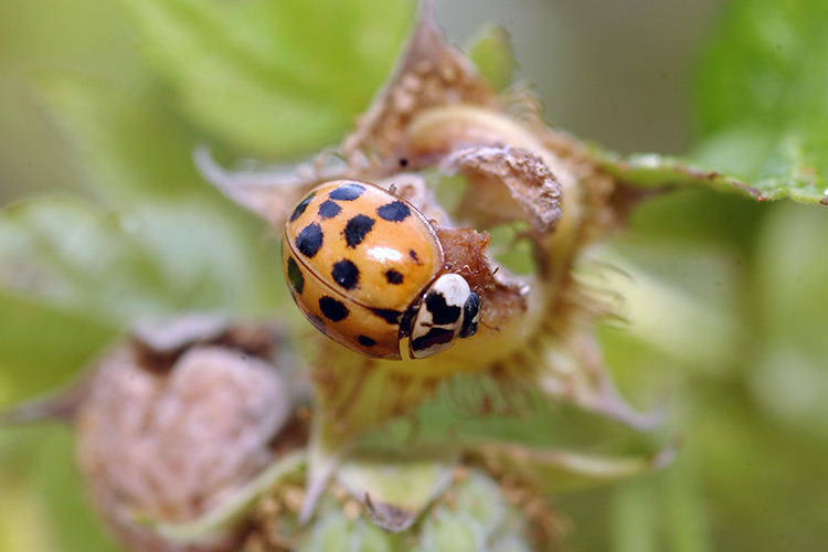 beneficial-garden-insects-lady-beetle