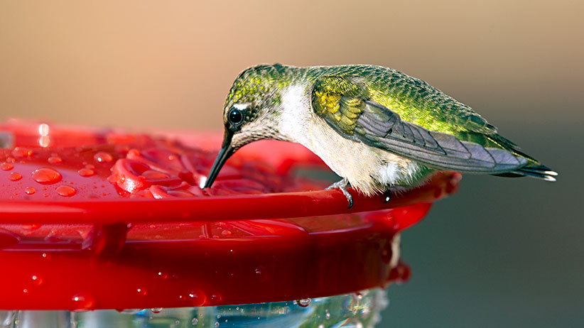 hummiongbird-haven-pv: Hummingbird feeders should be emptied and cleaned every 3 to 4 days in hot weather.