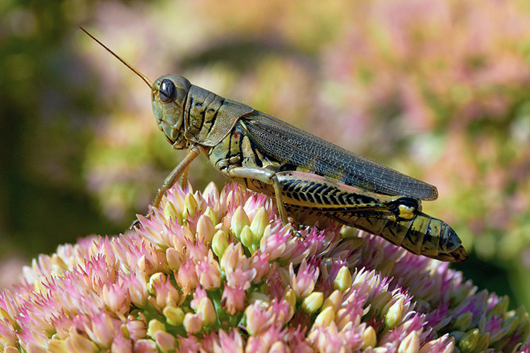 damaging-insects-to-your-garden-grasshopper: Adult grasshoppers are reddish brown to olive green, depending on the species, and they have wings and can fly.