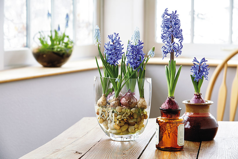 how-to-force-flower-bulbs-indoors-lead: Forcing bulbs like the hyacinth you see here is a great way to enjoy flowers in cold months.