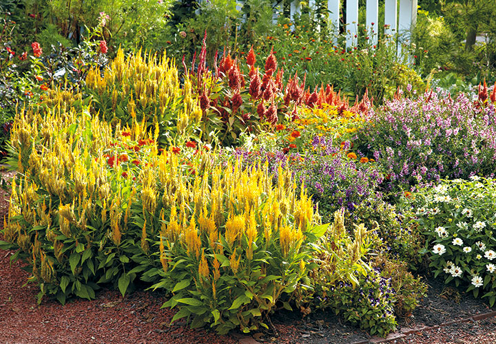 Fresh Look Yellow celosia mass planting: Fresh Look Yellow celosia is known for its long bloom time and large central flowers that can grow up to 9 in. long and 6 in. wide. 