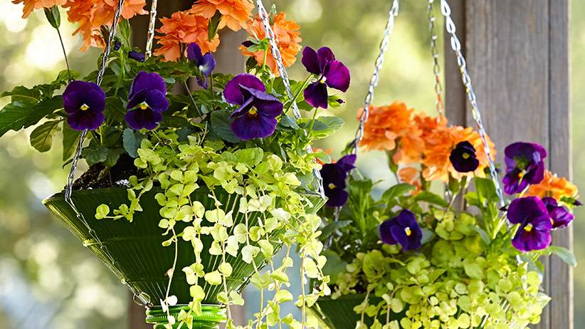 upcycled-hanging-baskets-pv