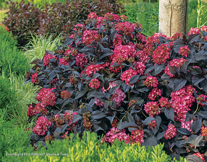 Eclipse Bigleaf Hydrangea courtesy of First Editions Shrubs and Trees: This showstopping new Eclipse bigleaf hydrangea features dark purple foliage and raspberry pink blooms.