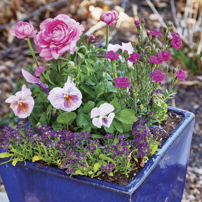 Spring container with pansies, alyssum and ranunculus: Persian buttercup's rose-like blooms are the star of this spring container paired with pansies and dianthus.