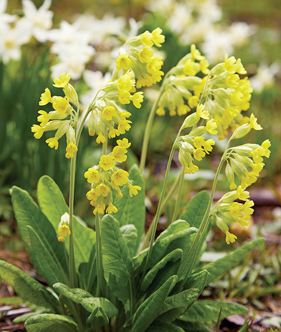 Primula in the garden: Cowslip's yellow, bell-shaped flowers are attractive in a border and pollinators love them.
