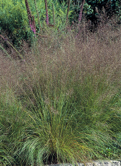 Prairie dropseed (Sporobolus heterolepis)