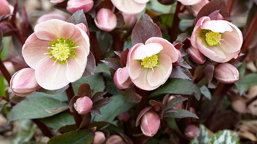 Pink hellebore flower close-up: This soft pink hellebore adds elegance to any garden.