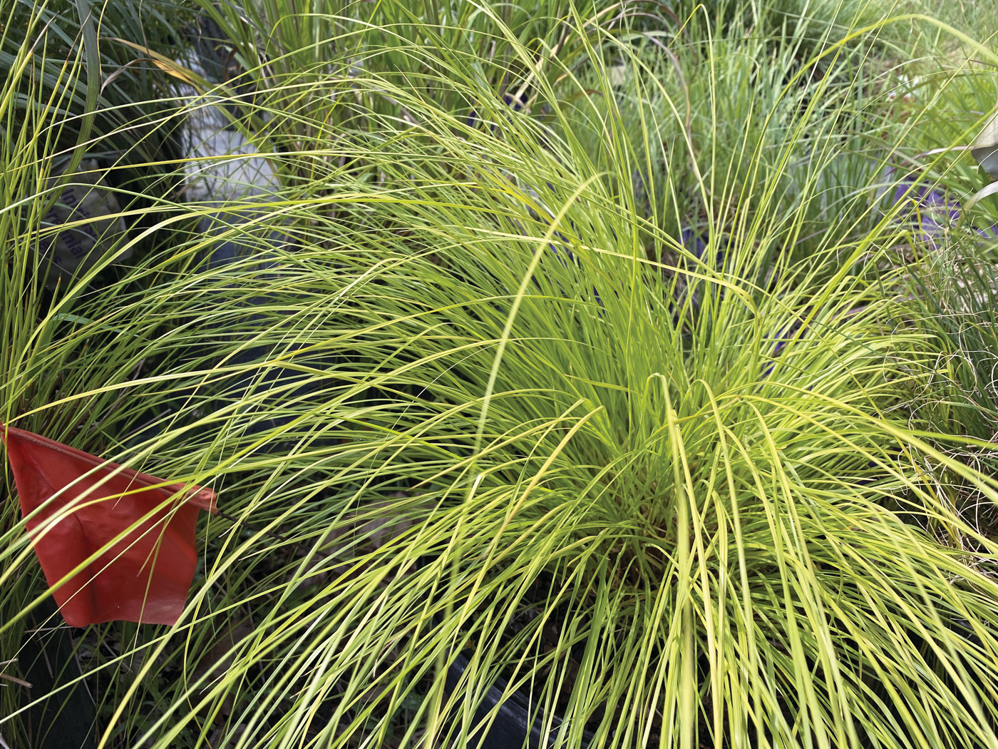 Golden Needles prairie dropseed photo courtesy of Intrinsic: Showy golden foliage of ‘Golden Needles’ prairie dropseed is also deer resistant. Photo courtesy of Intrinsic Perennials