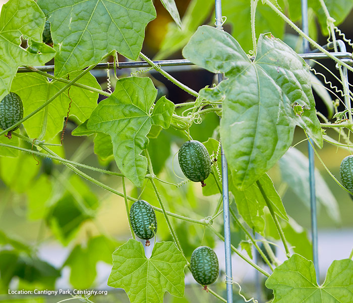 Cucamelons growing on a trellis: Growing cucamelon vines on a trellis makes it easier to find the fruit when it's time to harvest.
