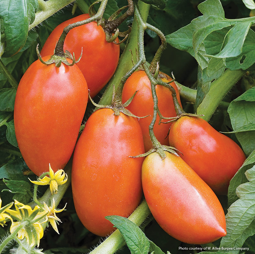 v-tom-delicious-tomato-reco-4:‘San Marzano’ is a classic roma tomato perfect for making sauces. 