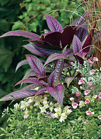 best-container-plants-persian-shield